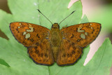 Pseudocoladenia dan dhyana (Fulvous Pied Flat)
