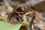 Thaumantis odana pishuna (Malayan Jungleglory)