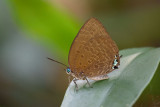 Arhopala atosia _LCB3176x.jpg