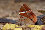 Thauria aliris pseudaliris (The Tufted Jungleking)