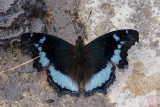 Kaniska canace perakana (The Blue Admiral)
