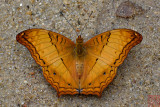 Vindula erota chersonesia (The Common Cruiser)