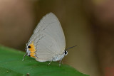 Tajuria sunia (The Rounded Royal)