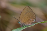 Arhopala antimuta _LCB3692x.jpg