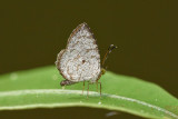 Allotinus substrigosus