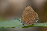 Arhopala epimuta _LCB3940x.jpg