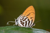 Drupadia ravindra moorei (Common Posy)