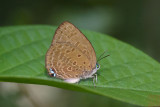 Arhopala amphimuta _LCB4371x.jpg