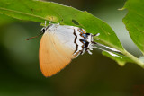 Drupadia cinesoides (The Circular-branded Posy)