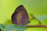 Arhopala perimuta regina (The Yellow-disc Oakblue)