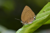 Arhopala atosia_LCB7181x.jpg