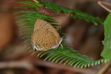 Arhopala silhetensis