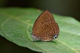 Arhopala moolaiana
