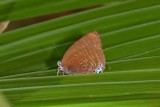Arhopala allata pandora
