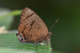 Arhopala caeca - female