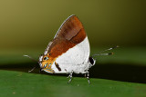 Sithon nedymond nedymond (Male) - The Plush