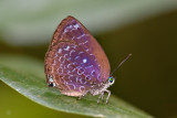 Arhopala myrzalina