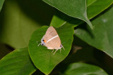Dacalana vidura azyada