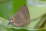 Creon cleobis queda (The Broadtail Royal)
