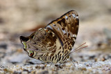 Prothoe franck uniformis (Blue Begum)
