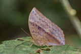 Discophora sondaica despoliata (The Common Duffer)