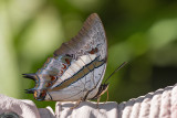 Polyura schreiber tisamenus (The Blue Nawab)