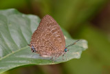 Arhopala horsfieldi