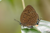 Arhopala aedias agnis
