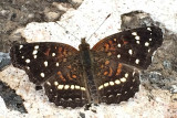 Anthanassa sitalces cortes (Montane Crescent)