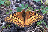 Euptoieta claudia (Variegated Fritillary)