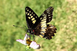 Catasticta hegemon (Frosted Dartwhite)