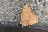 IMG_5243x.jpg