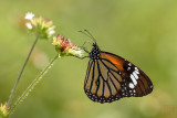 Danaus genutia