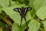 Lamproptera curius curius(White Dragontail)