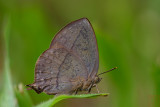 Amblypodia narada taooana