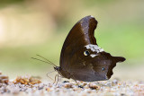 Neorina lowii neophyta(Malayan Owl)