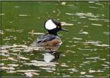 Hooded Merganser (Dad)