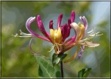 Honeysuckle