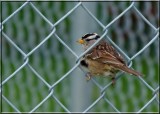 White-crowned Sparrows like to sit on the fence too!