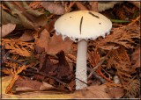 Stropharia ambigua