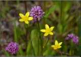 Buttercups