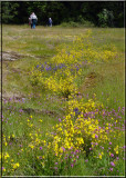 River of Flowers