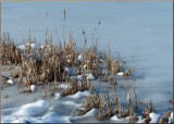 Frozen Marsh