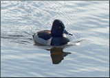 Ring-necked Duck