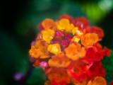 Lantana