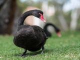 black swan