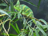 Jackson chameleon