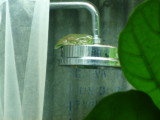 Whites tree frog on shower head