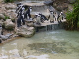After much hesitation the penguins prepare to dive