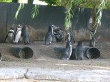 Rockhopper penguins on Penguin Island